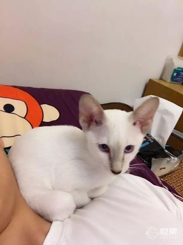 寄养宠物竟有这么大伤害？猫奴亲身经历：喂食器真心不能少 | 体验