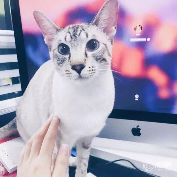寄养宠物竟有这么大伤害？猫奴亲身经历：喂食器真心不能少 | 体验