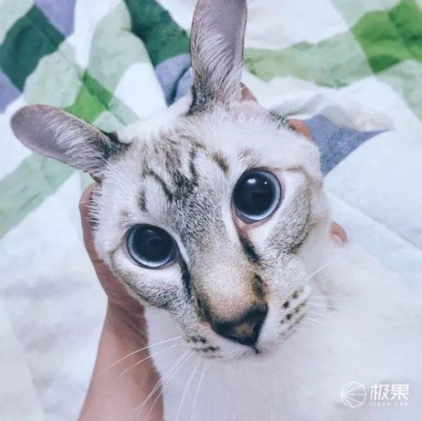 寄养宠物竟有这么大伤害？猫奴亲身经历：喂食器真心不能少 | 体验