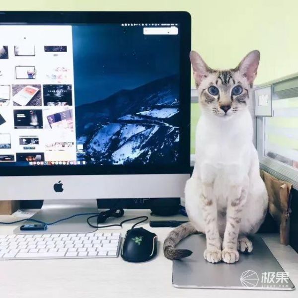 寄养宠物竟有这么大伤害？猫奴亲身经历：喂食器真心不能少 | 体验