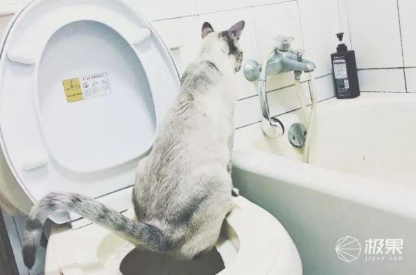 寄养宠物竟有这么大伤害？猫奴亲身经历：喂食器真心不能少 | 体验