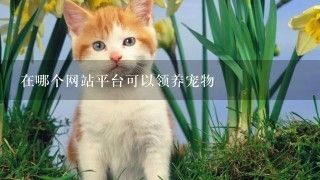在哪个网站平台可以领养宠物
