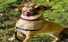 畸形牧羊犬天生“嘴斜脸歪歪” 二度回收容所灿笑等家融化志愿者