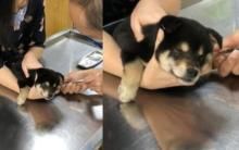 2个月小黑柴犬“抽血抽到睡着” 眯眼靠针筒微笑...对比小时候的自己