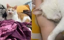 猫咪睡到做恶梦“咬小被被”找奴才 一脸冏样撒娇求陪睡