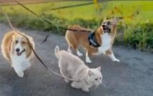 短腿集团出巡！曼赤肯猫“犬化”速度过快 柯基傻眼赶进度
