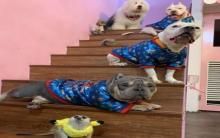 万圣节比特犬扮“鬼娃恰吉” 大玩“鱿鱼游戏”成挡箭牌救困恶霸