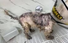 小白犬遭弃 “全身都是伤”见食物脸埋饭碗惹心疼