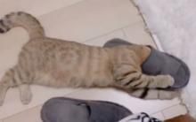 虎斑猫钻拖鞋洞“埋头狂吸”超陶醉 奴才尴尬：快停下！