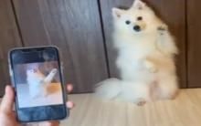 吃聪明长大！主人指定pose“萌犬秒照做” 1分钟换7姿势圈粉万人