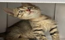 爸住院捡回“垂眼衰脸猫”2天后颜值飙升 忍痛送养却找不到家