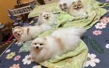 脸肉博美犬被误会最肥！“当4年冤胖子”体重一量只是长得胖