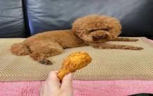 慵懒“贵宾犬”趴椅 她手抓脆鸡腿犹豫：吃哪个好
