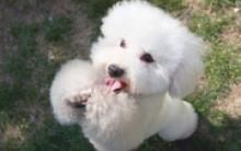爱犬树葬盆栽竟消失 饲主PO网“有骨灰”３天后平安归来