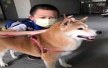 校犬“布丁”不给摸爱生气！检查惊脊椎出事 兽医提醒避免3动作