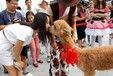 广西宠物羊驼多少钱一只,羊驼养殖场