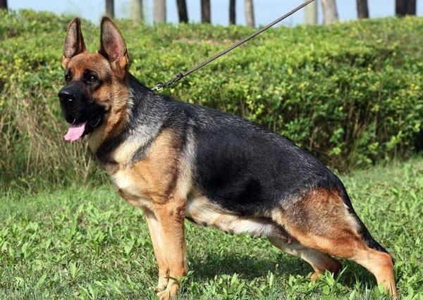 好看的狗狗被中国人培育成这样，盘点那些被玩坏的犬种