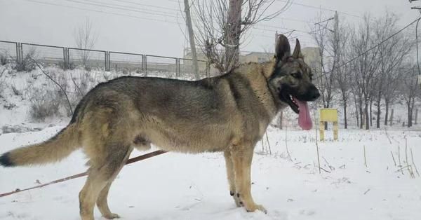 好看的狗狗被中国人培育成这样，盘点那些被玩坏的犬种