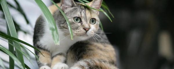 猫咪走路走不稳的原因，可能是关节受伤了或胡子被剪掉了