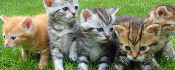猫细小如何在家治疗，首先需要确定猫是否真的感染