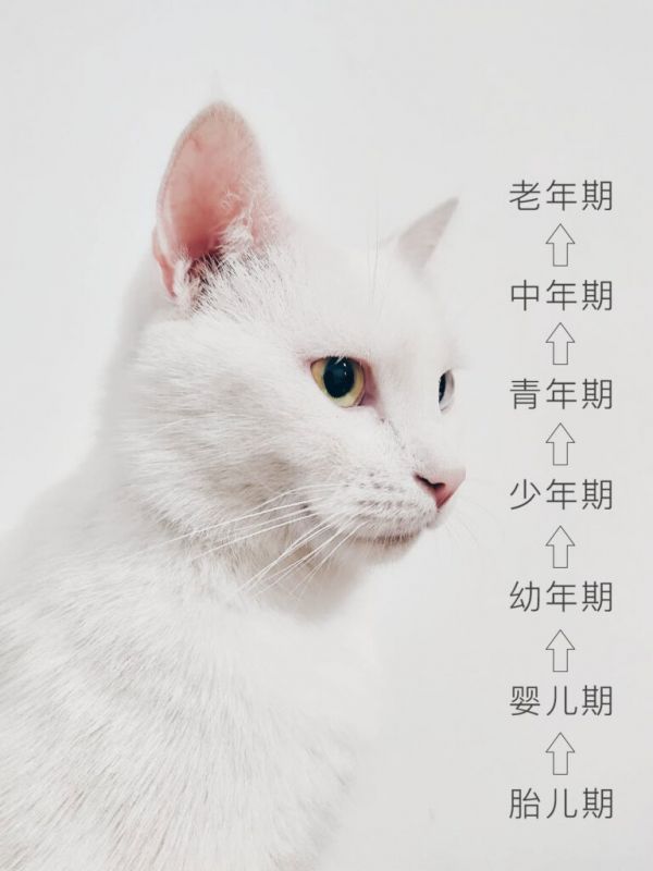 幼猫是指多大的猫?猫的生长周期顺序是什么?