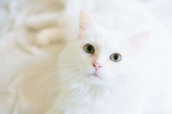 幼猫是指多大的猫?猫的生长周期顺序是什么?