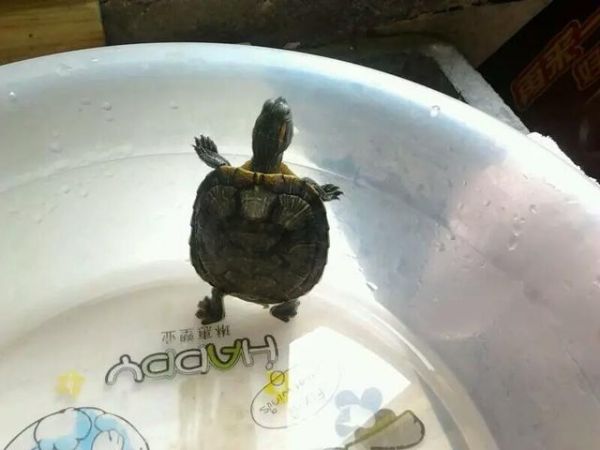 在大学里面偷偷养宠物是怎么的体验?