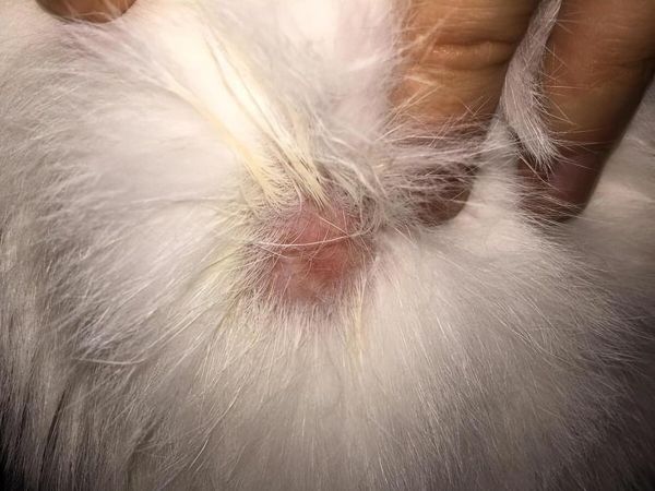 猫中毒了会有什么症状？预防与紧急处理方法