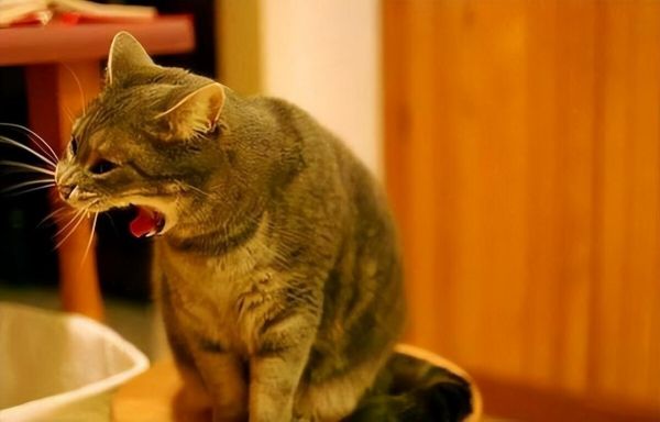猫中毒了会有什么症状？预防与紧急处理方法