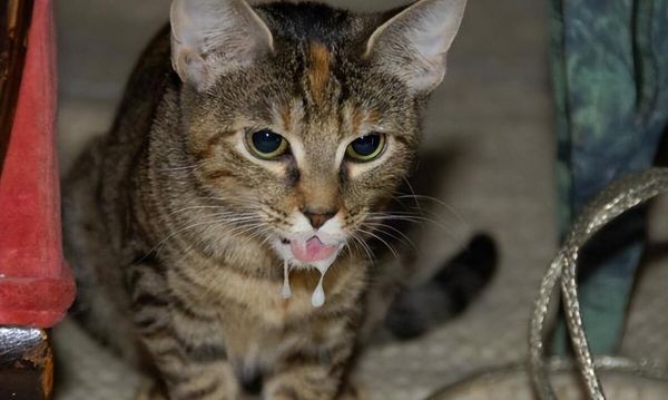 猫中毒了会有什么症状？预防与紧急处理方法