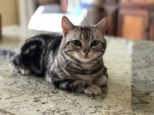 猫咪的安全感