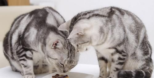宠物猫抗拒进食的原因与解决方法（一月大小猫的饮食问题和注意事项）