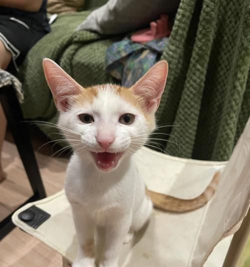 宠物猫抗拒进食的原因与解决方法（一月大小猫的饮食问题和注意事项）