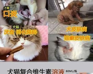 猫咪维生素B的重要性（如何正确喂养猫咪维生素B）