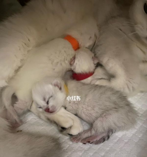 猫咪维生素B的重要性（如何正确喂养猫咪维生素B）
