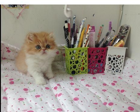 自制猫咪生产箱，如何打造完美的产房（宠物养护必备）