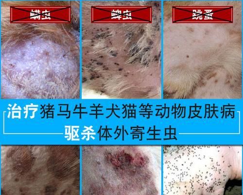 猫咪身上有活虱子怎么办（宠物养护必知）