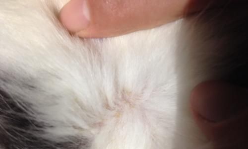 猫咪身上有活虱子怎么办（宠物养护必知）