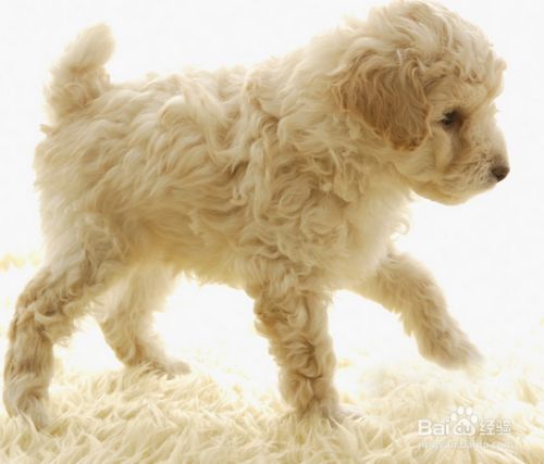 给狗狗剪毛注意要点