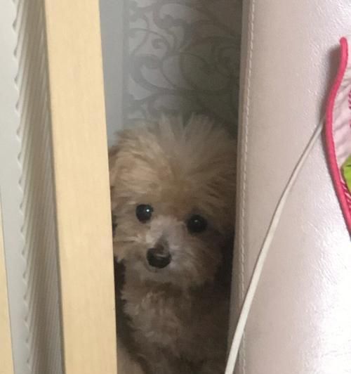 如何正确给狗狗剪毛发（6招让你的宠物焕然一新！）