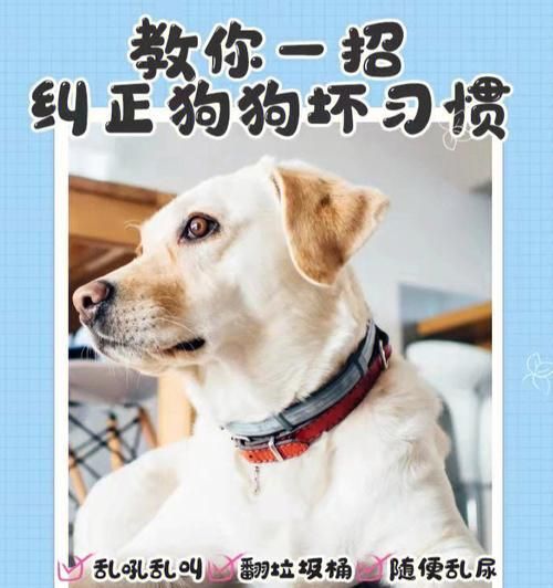 如何正确给狗狗剪毛发（6招让你的宠物焕然一新！）