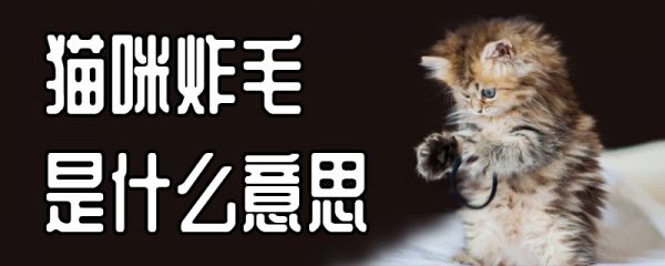 猫咪炸毛是什么意思