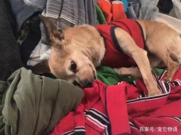 说出来你不信，你让狗狗患了分离焦虑症，用这6招还能治