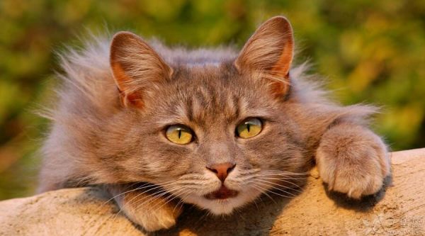 焦虑的猫900.jpg