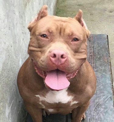 如何训练恶霸犬成为好宠物（快速有效的恶霸犬训练方法）