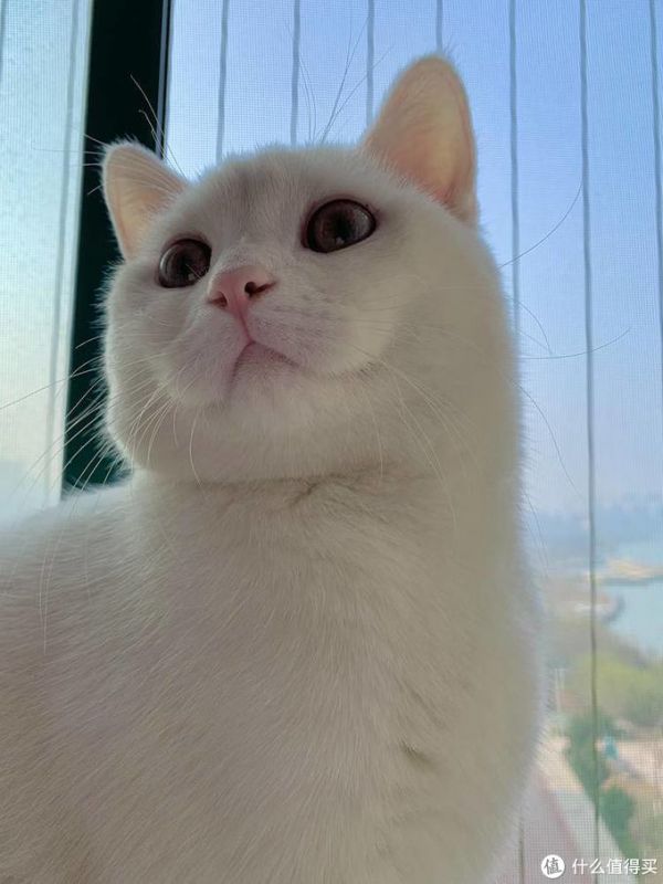 让猫咪化身招财猫。猫:不好意思没这功能。