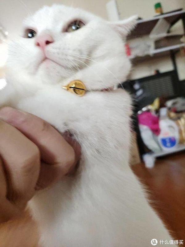 让猫咪化身招财猫。猫:不好意思没这功能。
