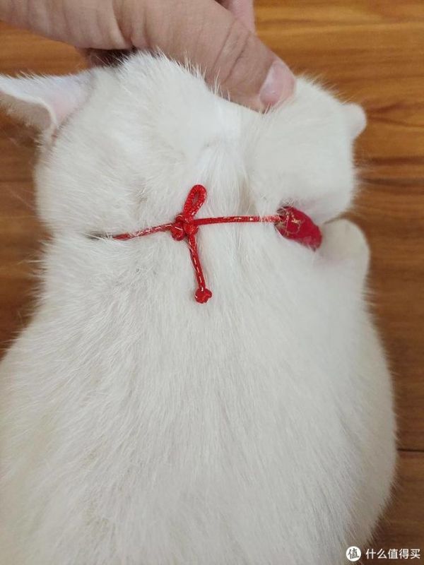 让猫咪化身招财猫。猫:不好意思没这功能。