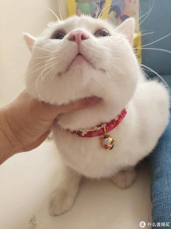 让猫咪化身招财猫。猫:不好意思没这功能。