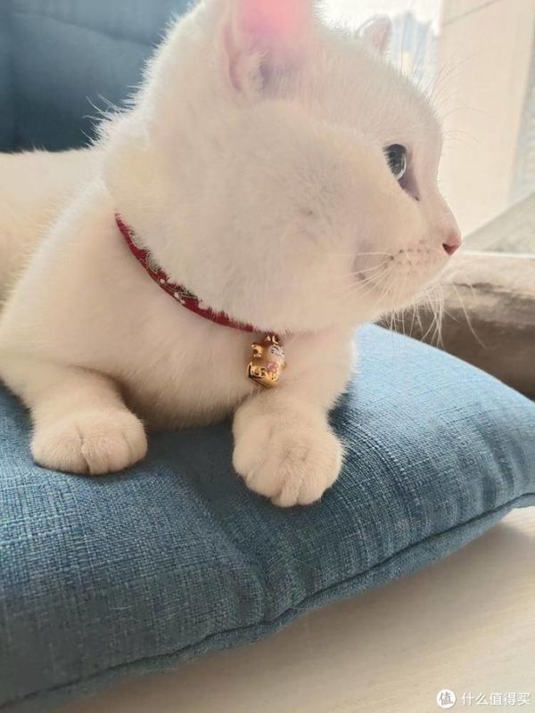 让猫咪化身招财猫。猫:不好意思没这功能。
